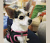 Pia, a Chihuahua and Poodle (Small) mix tested with EmbarkVet.com