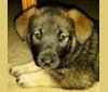 Photo of Tilly, a Norwegian Elkhound, Labrador Retriever, German Shepherd Dog, and Mixed mix in Fredonia, Pennsylvania, USA