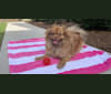 Sophie, a Pomeranian and Shih Tzu mix tested with EmbarkVet.com