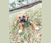 Indy, an Anatolian Shepherd Dog and American Pit Bull Terrier mix tested with EmbarkVet.com