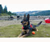 Daya, a German Shepherd Dog and Australian Cattle Dog mix tested with EmbarkVet.com