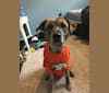 Zoobooks, a Boxer and Australian Cattle Dog mix tested with EmbarkVet.com