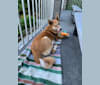 Cooper, a South Asian Village Dog tested with EmbarkVet.com