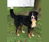 Bo, a Bernese Mountain Dog tested with EmbarkVet.com