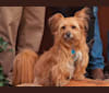 Gomez, a Yorkshire Terrier and Chihuahua mix tested with EmbarkVet.com