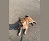 Calcifer, a Japanese or Korean Village Dog tested with EmbarkVet.com