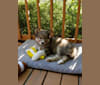 Winston a dog tested with EmbarkVet.com