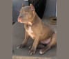 Teally, an American Bully tested with EmbarkVet.com