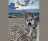 Max, a German Shepherd Dog and Alaskan Malamute mix tested with EmbarkVet.com