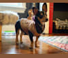 Batman, a Rat Terrier and Australian Cattle Dog mix tested with EmbarkVet.com
