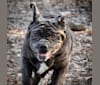 Kaiser, a Neapolitan Mastiff tested with EmbarkVet.com