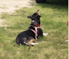 Photo of Abby, a Border Collie, Rat Terrier, Dachshund, and Mixed mix in Louisiana, USA