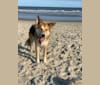 Dak, a German Shepherd Dog and Basset Hound mix tested with EmbarkVet.com