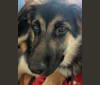 Buzz, a German Shepherd Dog and Belgian Malinois mix tested with EmbarkVet.com