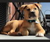 Wall-E, a Staffordshire Terrier and Labrador Retriever mix tested with EmbarkVet.com