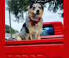Photo of Dodge, an Australian Shepherd Group  in Readyville, Tennessee, USA