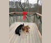 Kona, a Rottweiler and Labrador Retriever mix tested with EmbarkVet.com