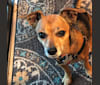 Tito, a Chihuahua and Miniature Pinscher mix tested with EmbarkVet.com