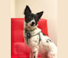 Nikita, a Southeast Asian Village Dog tested with EmbarkVet.com