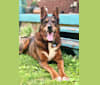 Photo of Duke, a Rottweiler and German Shepherd Dog mix in Chicago, Illinois, USA