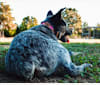 Harper, an Australian Cattle Dog tested with EmbarkVet.com