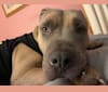 Maverick, an American Pit Bull Terrier and American Staffordshire Terrier mix tested with EmbarkVet.com
