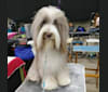 Photo of Violet, a Bearded Collie  in Riverside, CA, USA