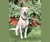 Harlow, a German Shepherd Dog and Siberian Husky mix tested with EmbarkVet.com