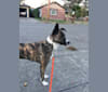 mona, a Formosan Mountain Dog tested with EmbarkVet.com