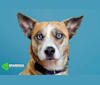 Sinna, a Siberian Husky and Staffordshire Terrier mix tested with EmbarkVet.com