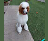 Tino, a Poodle (Standard) tested with EmbarkVet.com