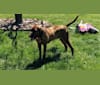 Photo of Boone, a Redbone Coonhound  in USA