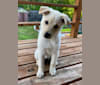 Nala, a Labrador Retriever and Chow Chow mix tested with EmbarkVet.com