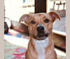 Molly, an American Pit Bull Terrier and American Staffordshire Terrier mix tested with EmbarkVet.com