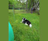 Rocko, an American Eskimo Dog and Shetland Sheepdog mix tested with EmbarkVet.com