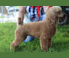 Justice, a Poodle tested with EmbarkVet.com