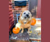 Photo of Willie, an Australian Cattle Dog, Pug, Chihuahua, and Labrador Retriever mix in Richmond, Indiana, USA