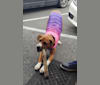 Bessi, an American Pit Bull Terrier and Doberman Pinscher mix tested with EmbarkVet.com