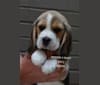 Beau, a Beagle tested with EmbarkVet.com