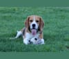 Prince, a Beagle tested with EmbarkVet.com
