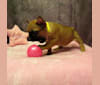 Greta, a French Bulldog tested with EmbarkVet.com