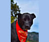 Photo of Duster, a Bulldog, Border Collie, and Beauceron mix in Grosseto-Prugna, Corse, France