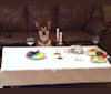 Photo of Walnut, a Bulldog, Boxer, Chow Chow, and Mixed mix in Orlando, Florida, USA
