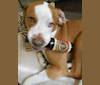 Ace Boogie, an American Pit Bull Terrier and American Foxhound mix tested with EmbarkVet.com