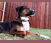 Cayde, an American Pit Bull Terrier and Boston Terrier mix tested with EmbarkVet.com