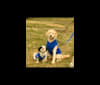 Bōdhi Joe, a Golden Retriever and Poodle (Small) mix tested with EmbarkVet.com