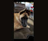 Sarge, a German Shepherd Dog and American Staffordshire Terrier mix tested with EmbarkVet.com