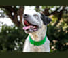Monty, an American Pit Bull Terrier and Great Pyrenees mix tested with EmbarkVet.com