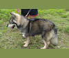 Alpro, a Siberian Husky tested with EmbarkVet.com