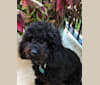 Alfie, a Poodle (Small) and Shih Tzu mix tested with EmbarkVet.com